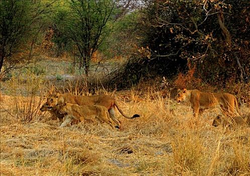 两个,雌狮,狮子,幼兽,走,树林,奥卡万戈三角洲,博茨瓦纳