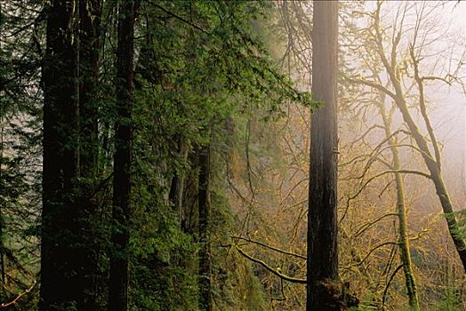 草原小溪红杉州立公园,加利福尼亚,美国