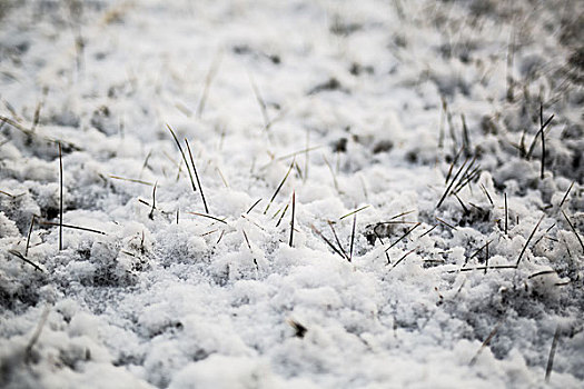 雪地坚强的小草