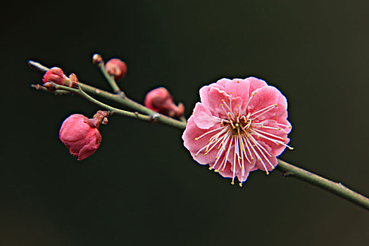 梅花