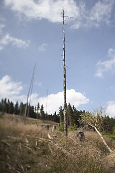 森林采伐,哈尔茨山,国家公园,萨克森安哈尔特,德国