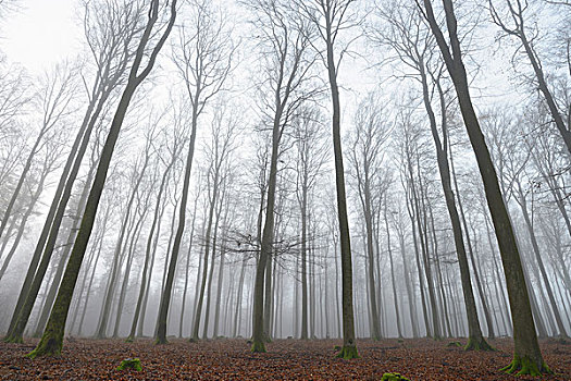 欧洲山毛榉,树林,早晨,雾气,施佩萨特,巴伐利亚,德国
