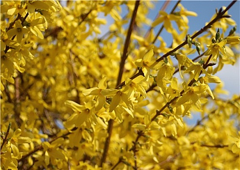 黄色,扫帚,花,春天,蓝天