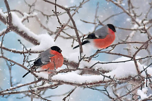 红腹灰雀,冬天,坐,树,雪中