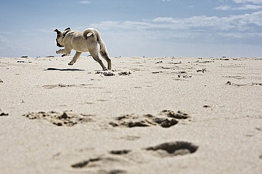 哈巴狗,小狗,跑,海滩,石荷州,德国