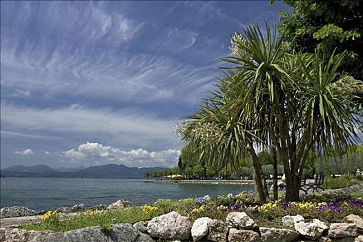 棕榈树,海滩,靠近,巴多利诺,加尔达湖,意大利