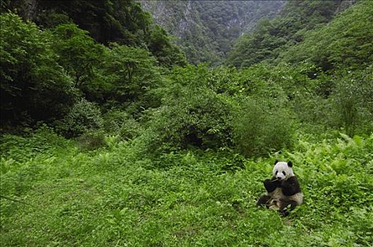 大熊猫,坐,吃,卧龙,中国,研究中心,卧龙自然保护区,四川
