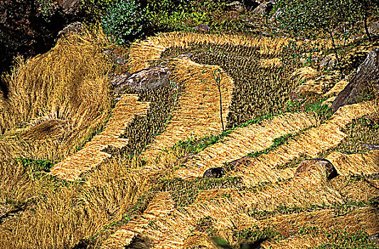 尼泊尔,稻田