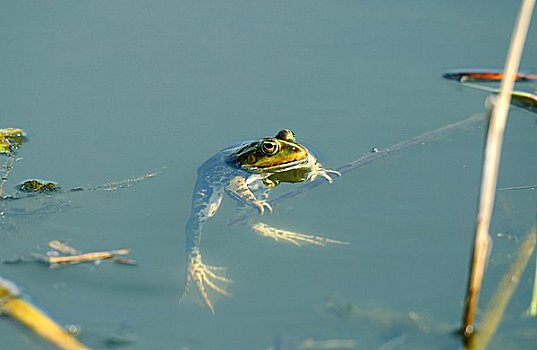 蛙,中国林蛙,水中