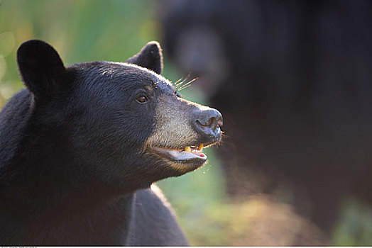 黑熊,美国