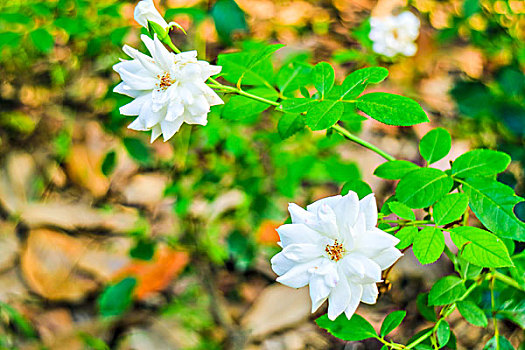 小白花