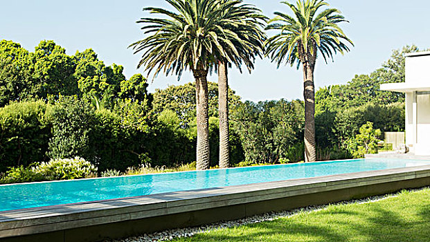棕榈树,靠近,奢华,浅水泳池