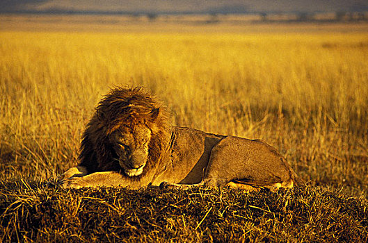 非洲狮,狮子,雄性,睡觉,马赛马拉,公园,肯尼亚