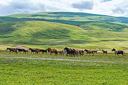 成群,马,跑,峡谷,区域,吉尔吉斯斯坦,亚洲