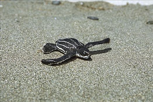 棱皮海龟,棱皮龟,孵化动物,沙滩,海湾,巴布亚新几内亚