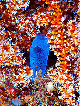 蓝色海洋,珊瑚虫,红色,柳珊瑚目,礁石,巴拉望岛,菲律宾,亚洲