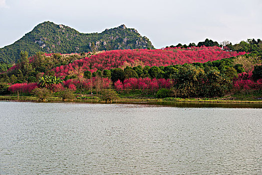 花花大世界