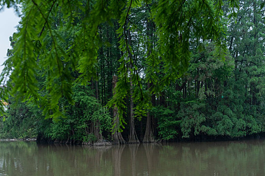 广州2023年春季广州天河公园水杉与湖水倒影
