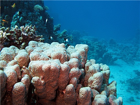 仰视,红海,硬珊瑚