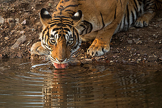 孟加拉虎,虎,饮用水,小,水塘,头像,拉贾斯坦邦,国家公园,印度,亚洲
