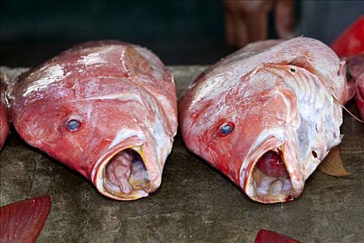 红鲷鱼,出售,活泼,鱼市,市场,街道,维多利亚,马埃岛,塞舌尔,印度洋,非洲