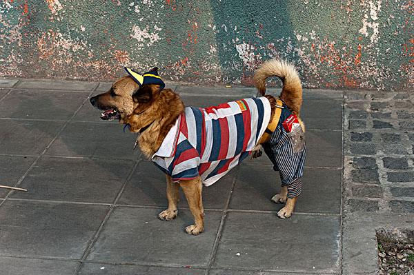 衣服,狗,街上,布宜诺斯艾利斯,阿根廷,南美