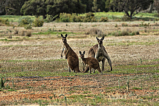 袋鼠,草地,西澳大利亚州,澳大利亚