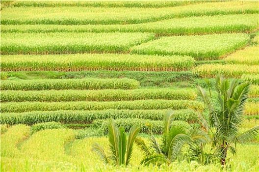稻米,巴厘岛,特写