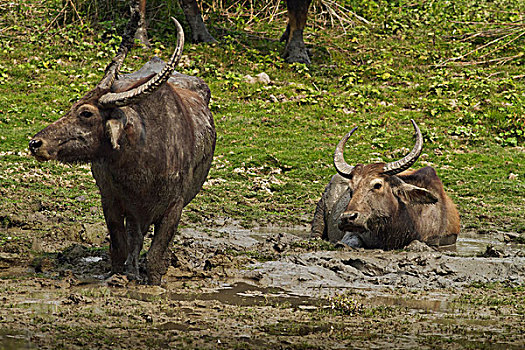 野生,水牛,泥,水池,卡齐兰加国家公园,印度
