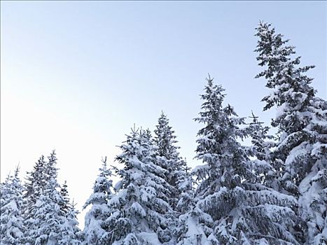 积雪,松树