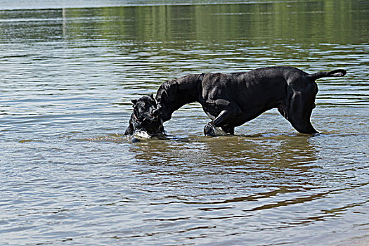 黑色,狗,玩,水