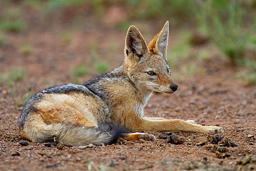 黑背狐狼,黑背豺,成年,专注,卧,国家公园,禁猎区,南非,非洲