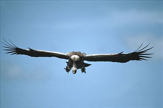 肉垂秃鹫,降落,塞伦盖蒂国家公园,坦桑尼亚