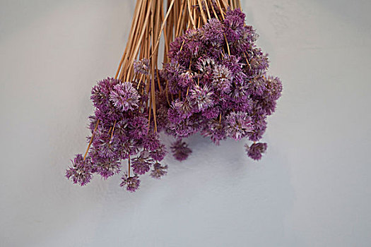 干燥,紫花