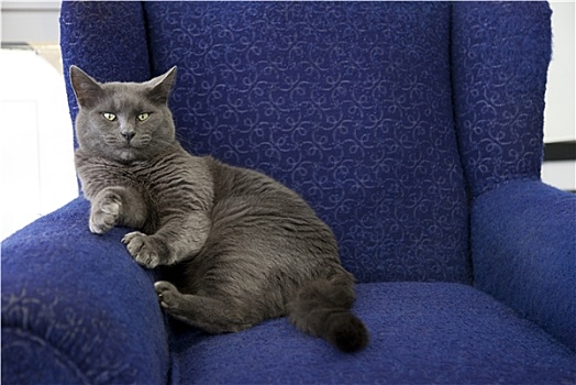 灰色,猫,坐,椅子