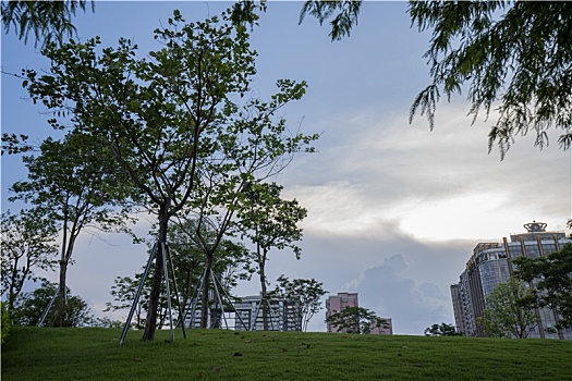 羊城广州夏天天河公园绿树成荫林荫大道