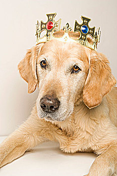 肖像,金毛猎犬,穿,皇冠