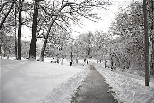 城市公园,冬天,多伦多,安大略省,加拿大