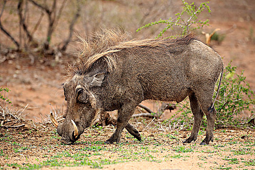 疣猪,成年,喂食,觅食,克鲁格国家公园,南非,非洲