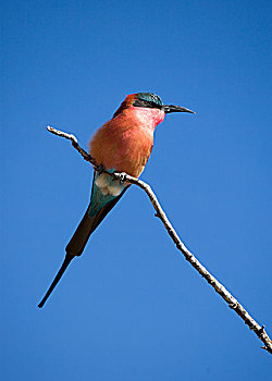 南方,深红色,食蜂鸟,乔贝国家公园,博茨瓦纳,非洲