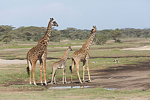 马赛长颈鹿,父母,走,幼兽,风景,侧视图,恩戈罗恩戈罗,保护区,坦桑尼亚