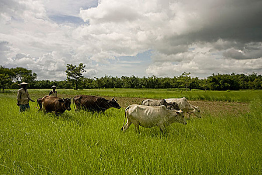 农民,母牛,地点,放牧,乡村,孟加拉,六月,2007年