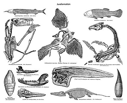 历史,插画,化石,侏罗纪,沉积物,物体,三叠纪,白垩纪,19世纪,百科全书