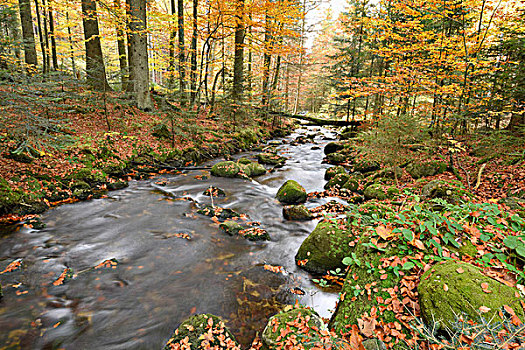 风景,河,流动,树林,秋天,巴伐利亚森林国家公园,巴伐利亚,德国