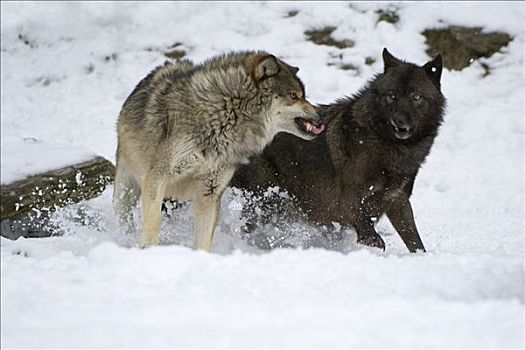东方,大灰狼,狼,非洲野犬属,争斗