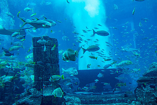 阿联酋迪拜棕榈岛,失落的空间,水族馆