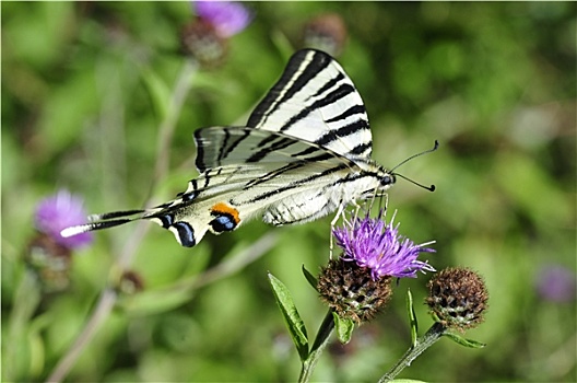 燕尾蝶,花