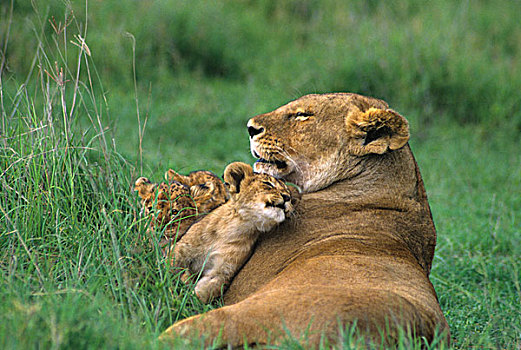 坦桑尼亚,恩戈罗恩戈罗火山口,非洲狮,母亲,三个,幼兽