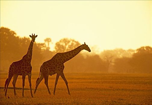 网纹长颈鹿,长颈鹿,国家公园,津巴布韦