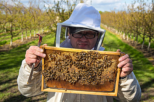 养蜂人,检查,蜜蜂,蜂窝,蜂巢,北莱茵威斯特伐利亚,德国,欧洲